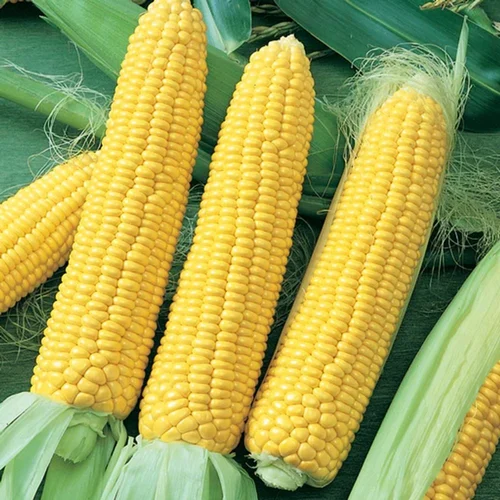 Thailand Corn Supplier